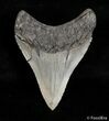 Very Sharp Inch Megalodon Tooth #3072-2